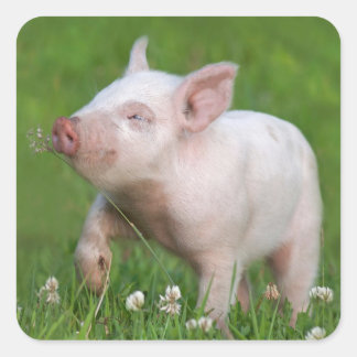 Pegatina Cuadrada Piglet Blanco Cuelga Una Flor
