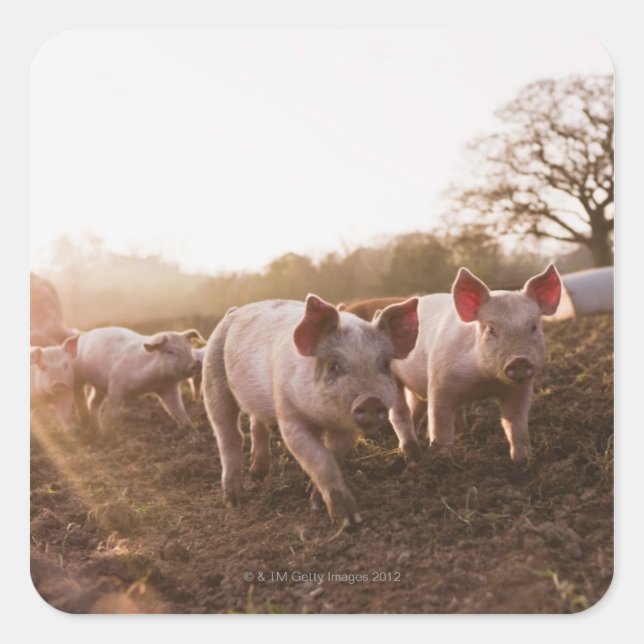 Pegatina Cuadrada Piglets de Barnyard (Anverso)