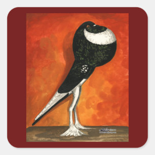 Pegatina Cuadrada Pigmy Pouter Pigeon Black Pie
