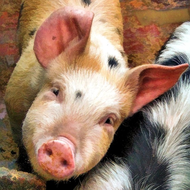 PEGATINA CUADRADA PIGS (Subido por el creador)