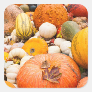 Pegatina Cuadrada Pila De Calabazas Y Zapallo