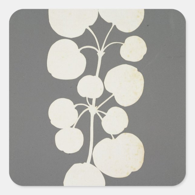 Pegatina Cuadrada Pimienta de Cayena (Anverso)