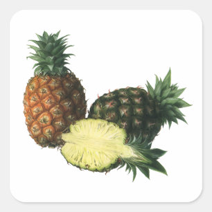 Pegatina Cuadrada Piñas Hawaianas Vintage, Frutas de Alimentos Orgán