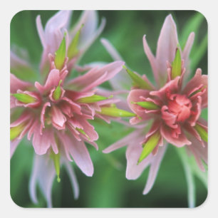 Pegatina Cuadrada Pincel indio, Banff NP, Alberta, Canadá