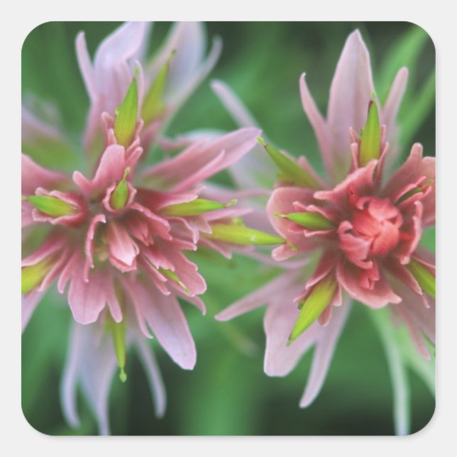 Pegatina Cuadrada Pincel indio, Banff NP, Alberta, Canadá (Anverso)