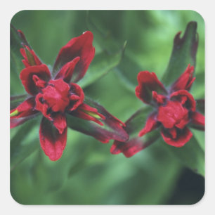 Pegatina Cuadrada Pincel indio, Banff NP, Alberta, Canadá 2