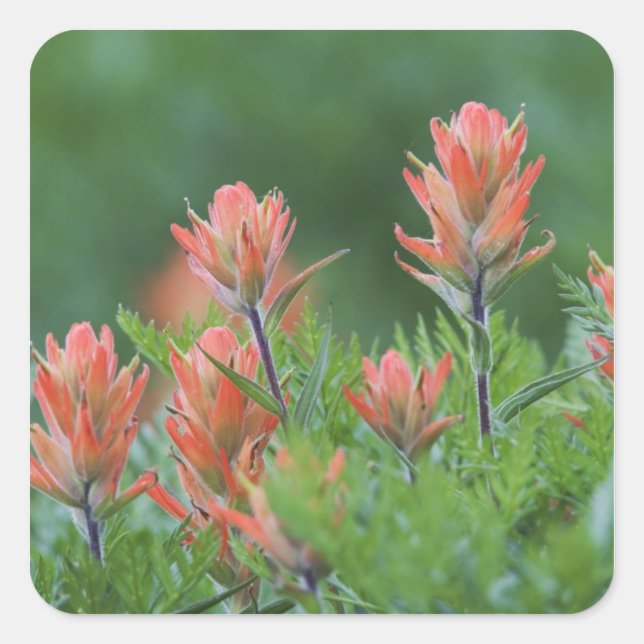 Pegatina Cuadrada Pincel indio, Castilleja miniata, Ouray, (Anverso)