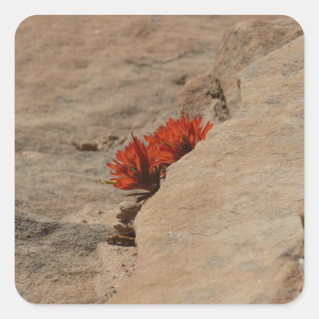 Pegatina Cuadrada Pincel indio en rocas en Zion (Anverso)