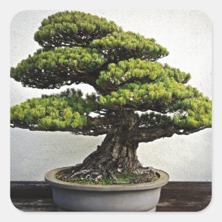 Pegatina Cuadrada Pine blanco japonés Bonsai