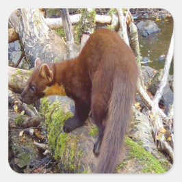 Pegatina Cuadrada Pine Marten en Log
