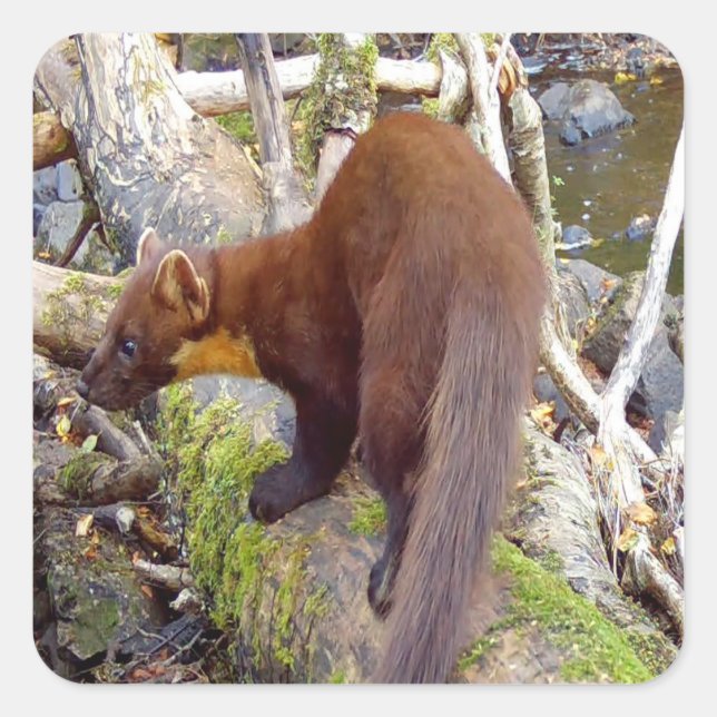 Pegatina Cuadrada Pine Marten en Log (Anverso)