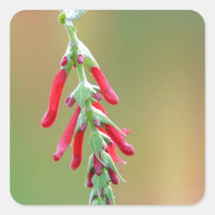 Pegatina Cuadrada Pineapple Sage Bloom