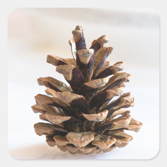 Pegatina Cuadrada Pinecona (Anverso)