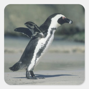 Pegatina Cuadrada Pingüino africano