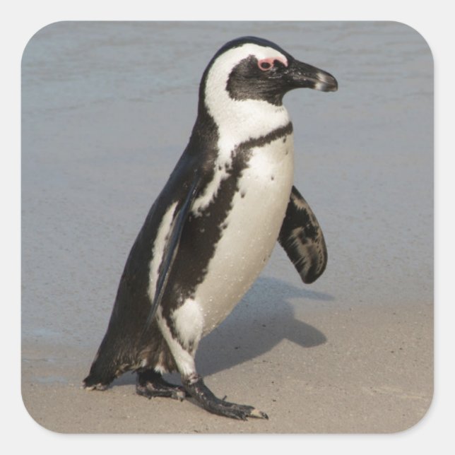 Pegatina Cuadrada Pingüino Africano Caminando (Anverso)