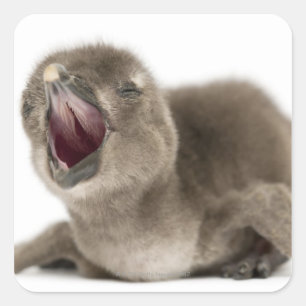 Pegatina Cuadrada Pingüino africano joven - Sfeniscus demersus.
