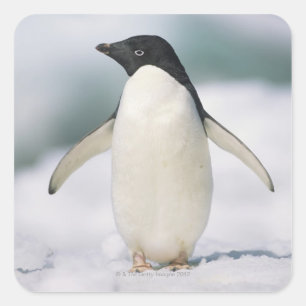 Pegatina Cuadrada Pingüino de Adelie, primer plano
