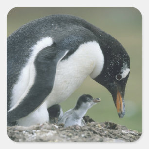 Pegatina Cuadrada Pingüino de Gentoo, (Pygoscelis papua), Islas Malv