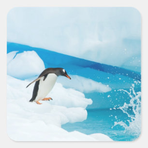 Pegatina Cuadrada pingüino de gentoo, Pygoscelis Papua, saltando