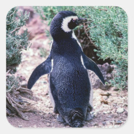 Pegatina Cuadrada Pingüino de Magallanes en Península Valdés - Argen