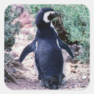 Pegatina Cuadrada Pingüino de Magallanes en Península Valdés - Argen
