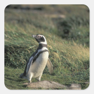 Pegatina Cuadrada Pingüino de Magallanes (Spheniscus magellanicus),