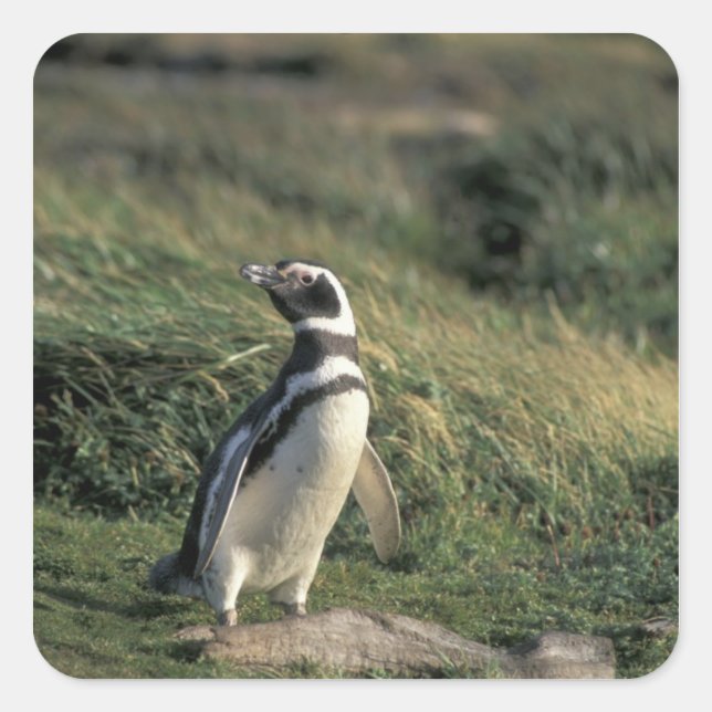 Pegatina Cuadrada Pingüino de Magallanes (Spheniscus magellanicus), (Anverso)