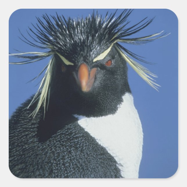 Pegatina Cuadrada Pingüino de Rockhopper (crisoven de los Eudyptes) (Anverso)