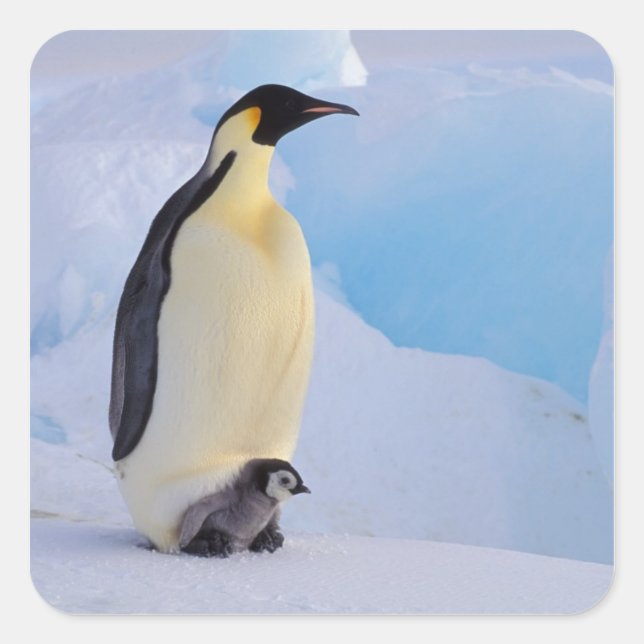 Pegatina Cuadrada Pingüino Emperador | Aptenodytes (Anverso)
