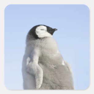 Pegatina Cuadrada Pingüino Emperador Bebé, Isla de la Colina de la N