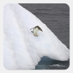 Pegatina Cuadrada Pingüino Gentoo (Pygoscelis papua) de pie