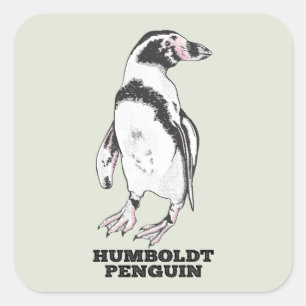 Pegatina Cuadrada Pingüino Humboldt