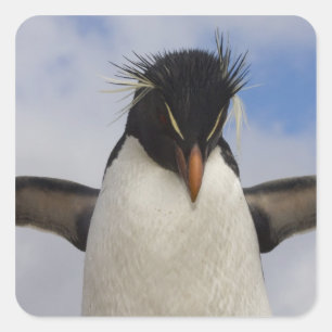 Pegatina Cuadrada Pingüino saltarrocas Eudyptes chrysocome