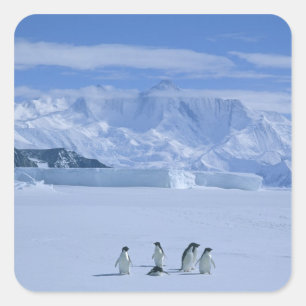 Pegatina Cuadrada Pingüinos Adelia, Pygoscelis adeliae),