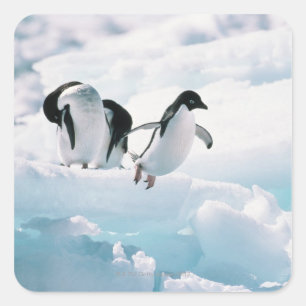 Pegatina Cuadrada Pingüinos Adelie (pygoscelis adeliae) Antártida