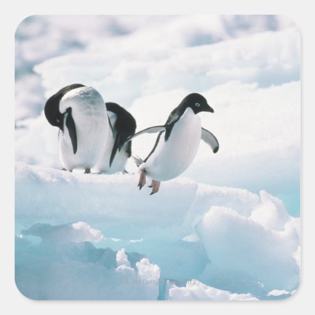 Pegatina Cuadrada Pingüinos Adelie (pygoscelis adeliae) Antártida (Anverso)