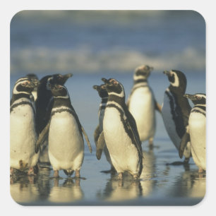 Pegatina Cuadrada Pingüinos de Magallanes, Spheniscus
