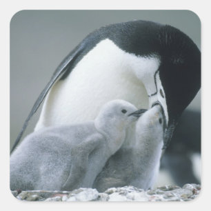 Pegatina Cuadrada Pingüinos de penacho amarillo, Pygoscelis antarcti