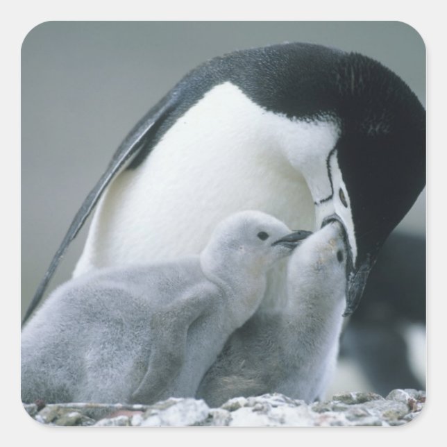 Pegatina Cuadrada Pingüinos de penacho amarillo, Pygoscelis antarcti (Anverso)