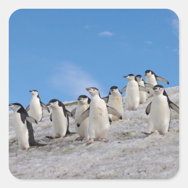Pegatina Cuadrada Pingüinos de Penacho | Pygoscelis Antarctica (Anverso)