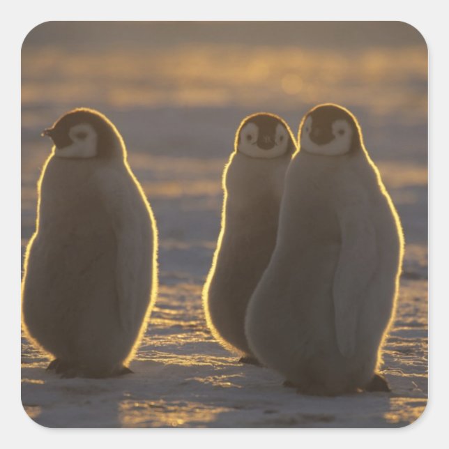 Pegatina Cuadrada Pingüinos Emperadores (Anverso)
