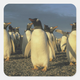 Pegatina Cuadrada Pingüinos Gentoo, (Papúa Pygoscelis), Malvinas