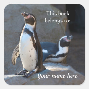 Pegatina Cuadrada Pingüinos Humboldt "Este libro le pertenece" Pegat