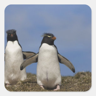 Pegatina Cuadrada Pingüinos saltarrocas Eudyptes chrysocome