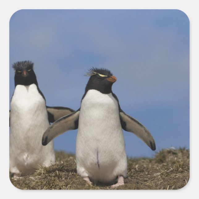 Pegatina Cuadrada Pingüinos saltarrocas Eudyptes chrysocome (Anverso)