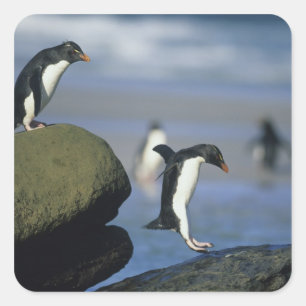 Pegatina Cuadrada Pingüinos saltarrocas, Eudyptes chrysocome),