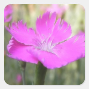 Pegatina Cuadrada Pink Dianthus Bloom