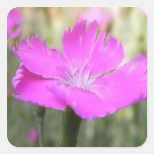 Pegatina Cuadrada Pink Dianthus Bloom (Anverso)