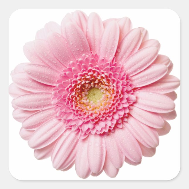 Pegatina Cuadrada Pink Gerbera Daisy (Anverso)