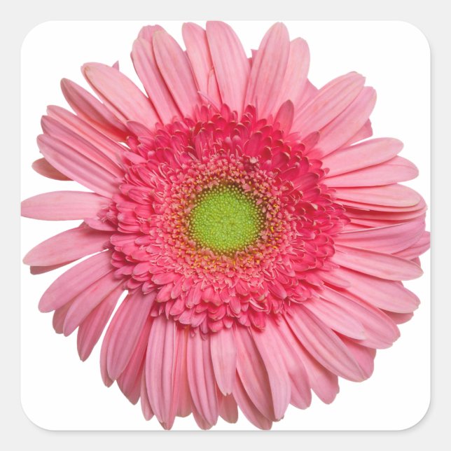 Pegatina Cuadrada Pink Gerbera Daisy (Anverso)